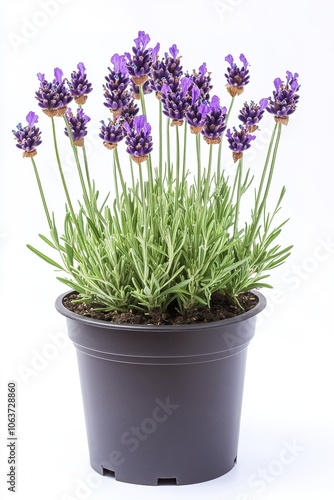 Lavender plant in pot isolated on white background