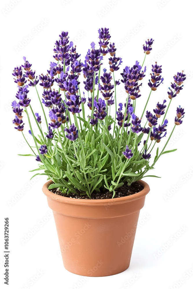 Fototapeta premium Lavender plant in terracotta pot isolated on white