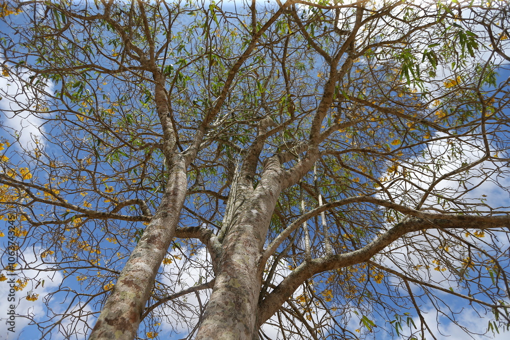 Ribeira do Pombal, Bahia, Brazil - October 25, 2024: View of flowering trees known as Yellow Ipe - Handroanthus impetiginosus. Ribeira do Pombal, Bahia, Brazil - October 25, 2024: View of flowering trees known as Yellow Ipe - Handroanthus impetiginosus.