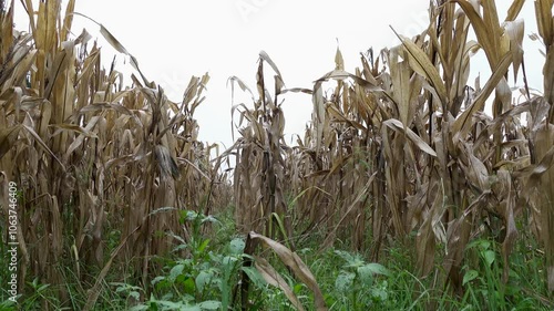 Dry cornfield or drought corn fields due to global warming. Corn fields dry up due to mishandling