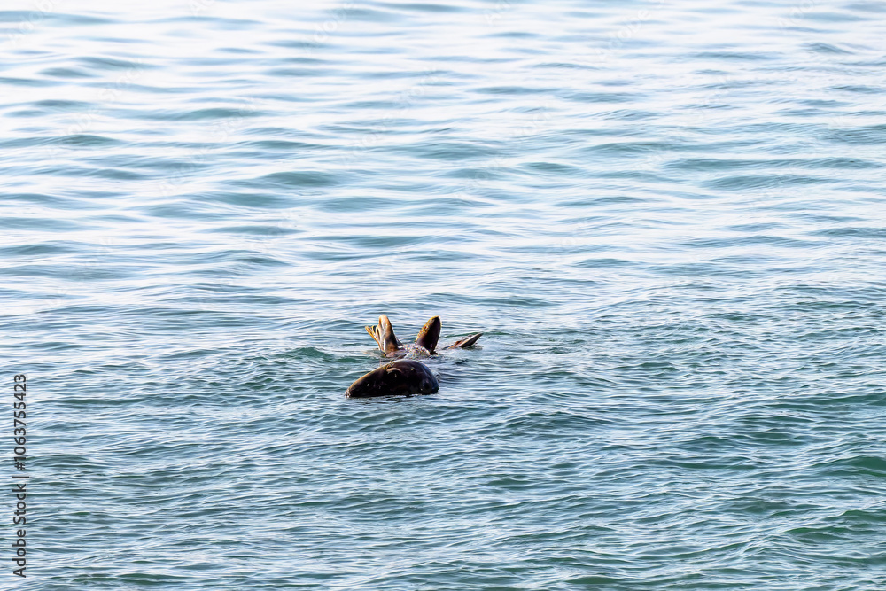 Obraz premium seal swimming in the sea