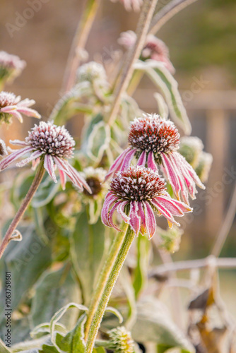 First frost on Echinacea blossoms in garden