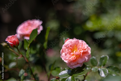 Obraz na płótnie Pink Roses w salonie