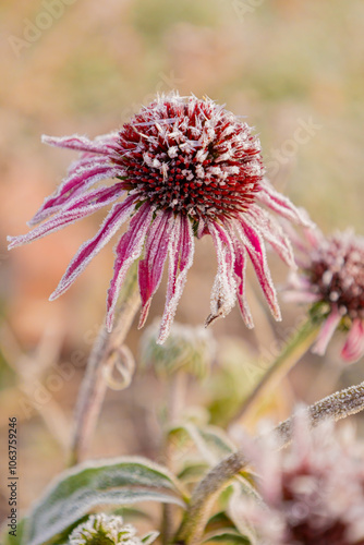 First frost on Echinacea blossoms in garden