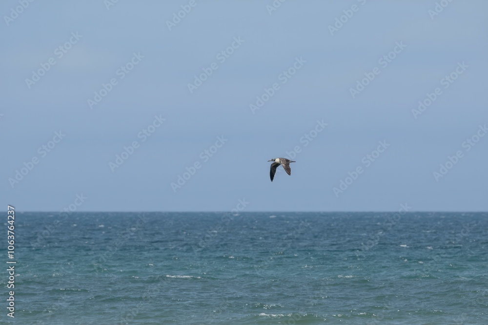 Graceful Seag Soaring Over Vast Expanse Turquoise Waters Clear Sky Tranquil Serenity Beautiful Coastal Horizon Graceful Seag Soaring Over Vast Expanse Turquoise Waters Clear Sky Tranquil Serenity Beautiful Coastal Horizon