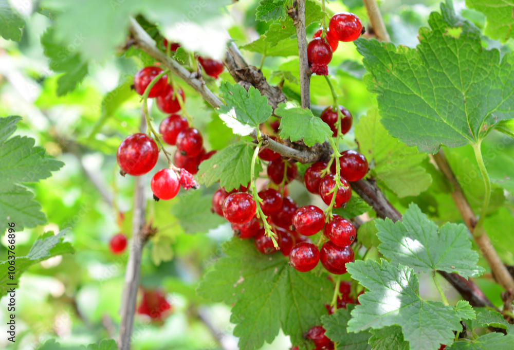 a bunch of red currant berries on a tree with green leaves close up a bunch of red currant berries on a tree with green leaves close up