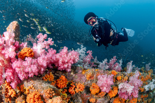 Male Scuba diver diving through colorful soft coral reef and school of fish at King Cruiser wreck ship, a famous dive site near Phuket, Thailand. Stunning underwater landscape of Andaman sea