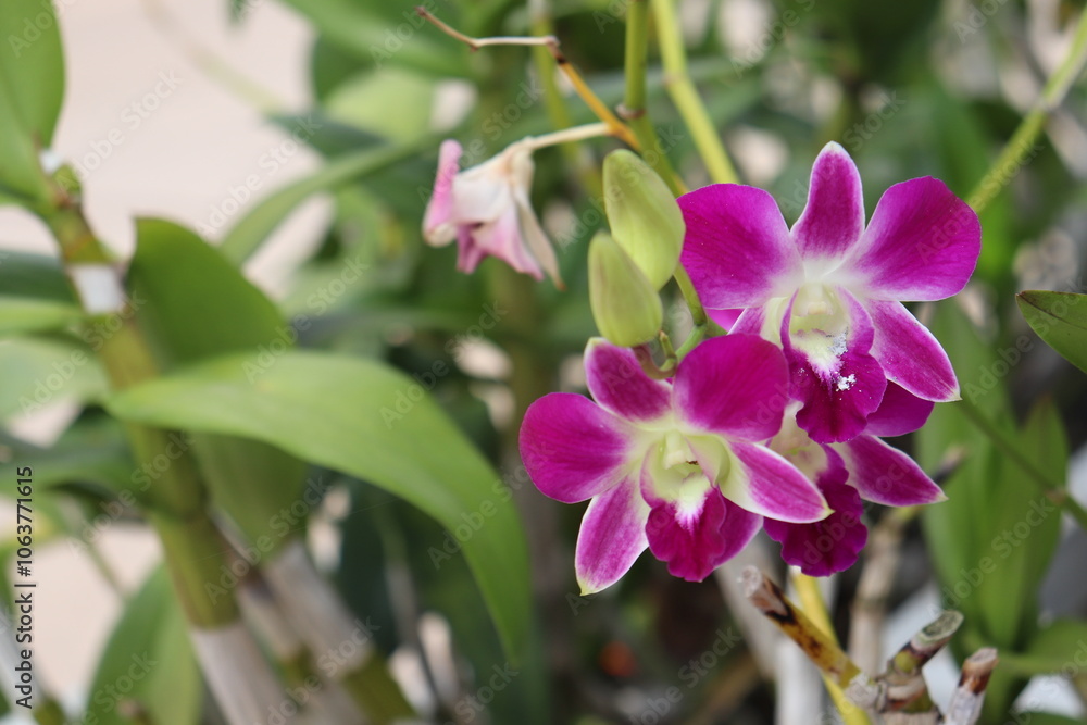 Naklejka premium orchid flower background