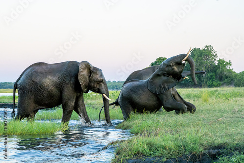 Close encounter with Elephants crossing the Chobe river between Namibia and Botswana in the late afternoon seen from a boat. photo