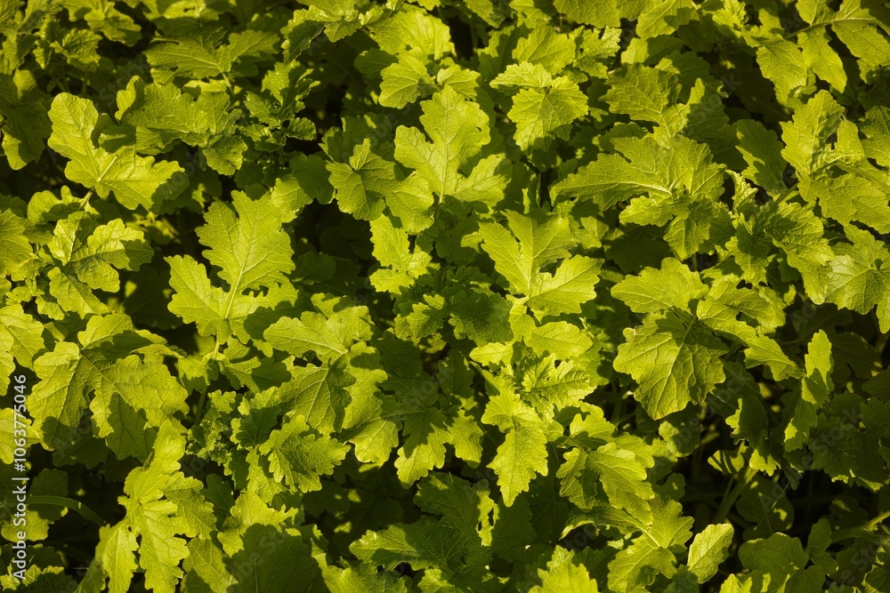 Young White mustard (Sinapis alba) plants background Young White mustard (Sinapis alba) plants background