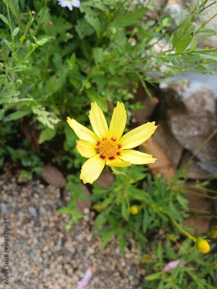 yellow flower in the garden yellow flower in the garden