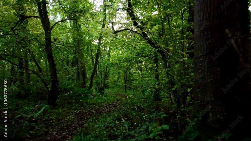 Beautiful forests woodland Aerial drone sunset in the woodland forest deciduous Alpine nature Beautiful forests woodland Aerial drone sunset in the woodland forest deciduous Alpine nature