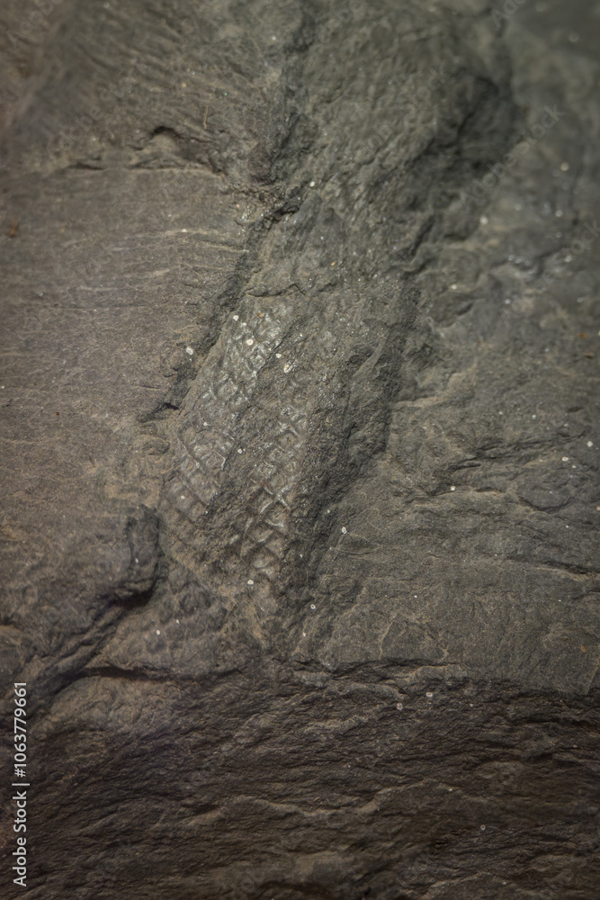 Naklejka premium A fossilized tree float in stone. 