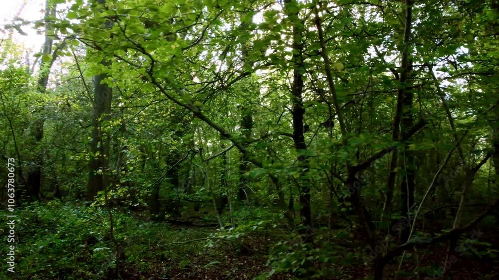 Beautiful forests woodland Aerial drone sunset in the woodland forest deciduous Alpine nature Beautiful forests woodland Aerial drone sunset in the woodland forest deciduous Alpine nature