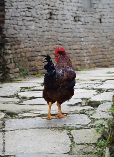 back shot of one  brown hen  stand on stone floor background with  traditional stone wall  of 