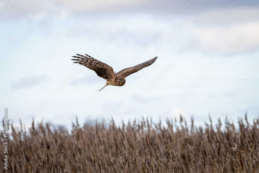 Naklejka premium Hen Harrier or Northern Harrier is long-winged, long-tailed hawk of open grassland and marshes. Close view of a Northern Harrier (Circus cyaneus). 