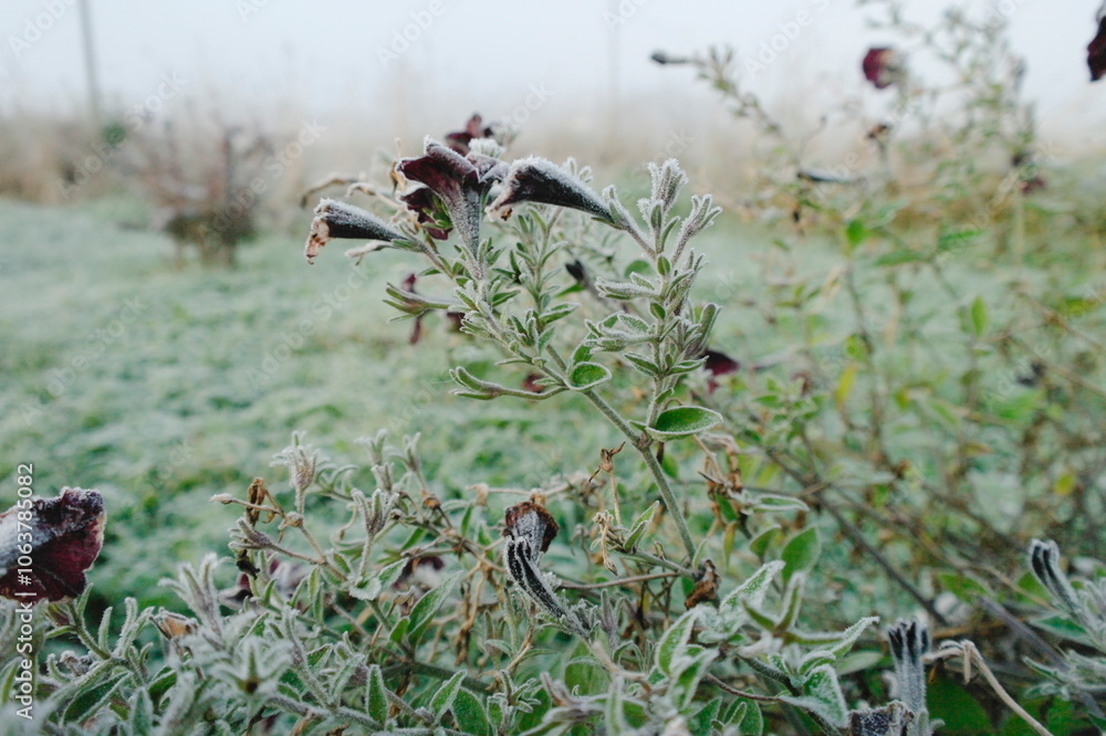 Fototapeta premium early morning frost on leaves in autumn