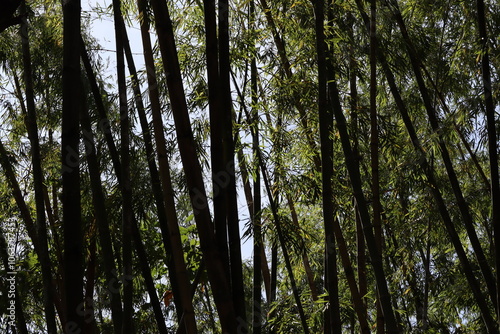 flora and fauna of the great Colombian biodiversity