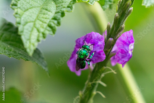 Green orchid bee in san jose costa rica on a flower(Euglossa dilemma)