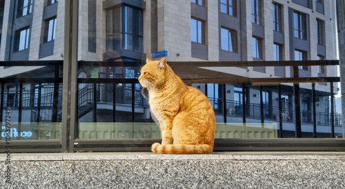 Urban city cat