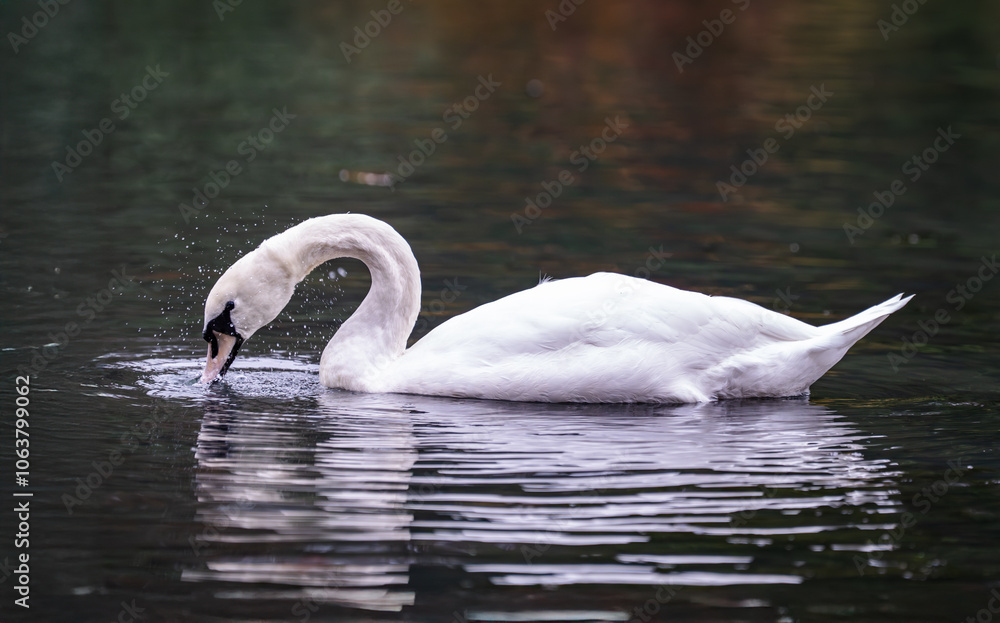 Fototapeta premium A swan on water 