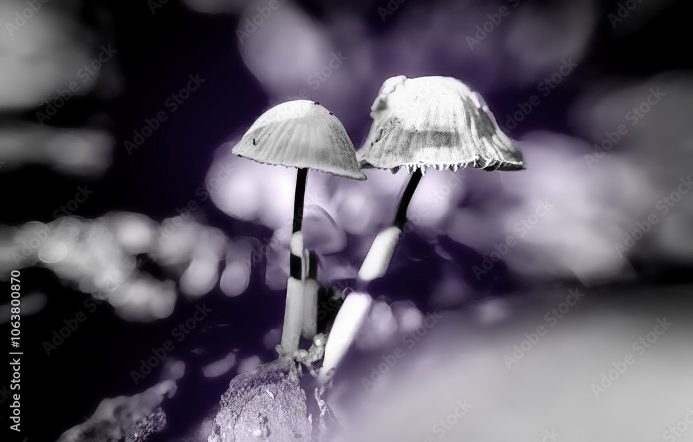 Macro shot of small mushrooms sprouting in the forest in autumn