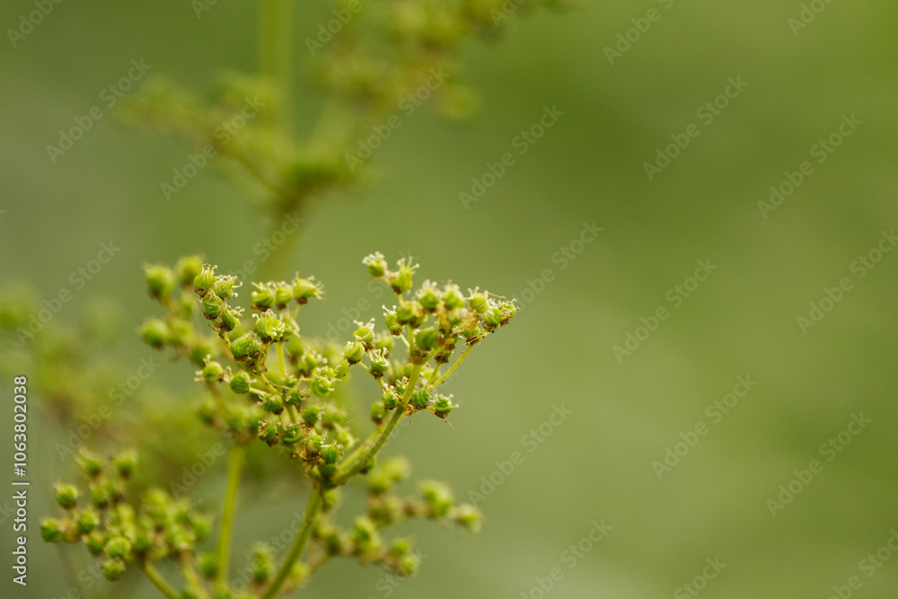 green buds of white flowers, buds and white blossoms, buds und pollen pistils, green background, soft plant green buds of white flowers, buds and white blossoms, buds und pollen pistils, green background, soft plant