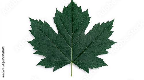 Dark Green Maple Leaf 