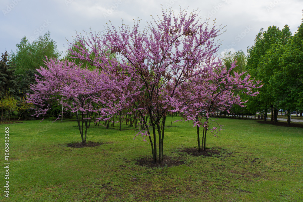 Obraz premium Cercis occidentalis during flowering in the park.