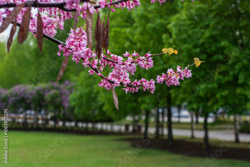 Cercis occidentalis during flowering in the park. photo