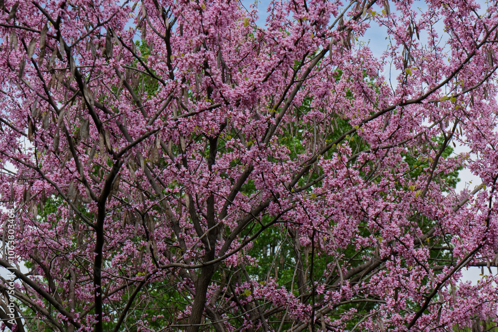Cercis occidentalis during flowering in the park. Cercis occidentalis during flowering in the park.