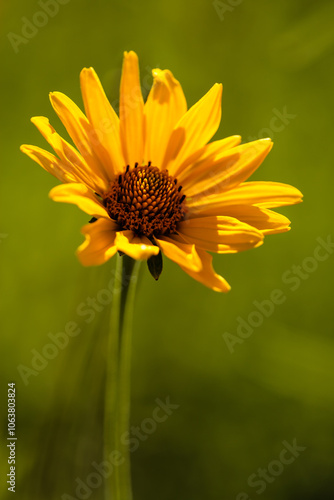 Woodland sunflower capturing the morning sunlight withn the Pike Lake Unit, Kettle Moraine State Forest, Hartford, Wisconsin photo