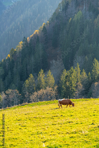 Vertical view of a cow graze on alpine meadows in the Logar valley area, Slovenia  photo