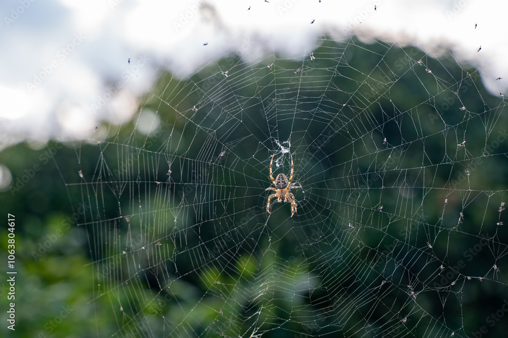 A spider in the net with some caught flies A spider in the net with some caught flies