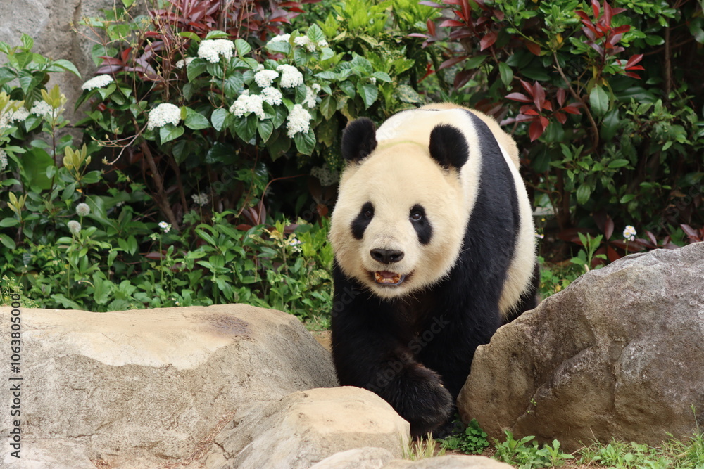 Fototapeta premium Giant Panda in Forest Habitat