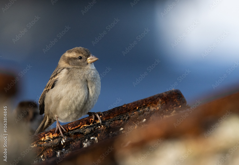 Female Sparrow perched on a Lobster Pot Female Sparrow perched on a Lobster Pot