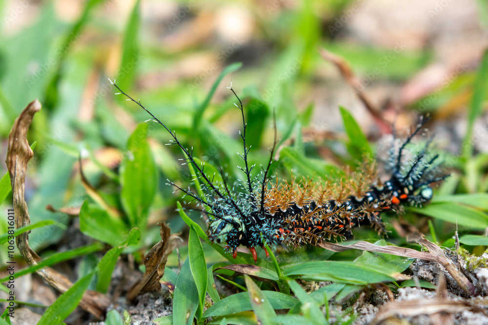 lonomia caterpillar in chapare region of bolivia lonomia caterpillar in chapare region of bolivia