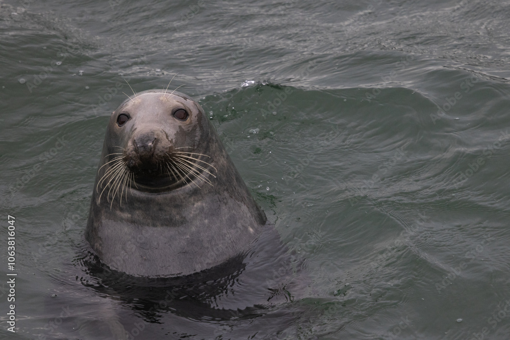 Fototapeta premium Harbour Seal in the Sea, Pittenweem, Scotland 