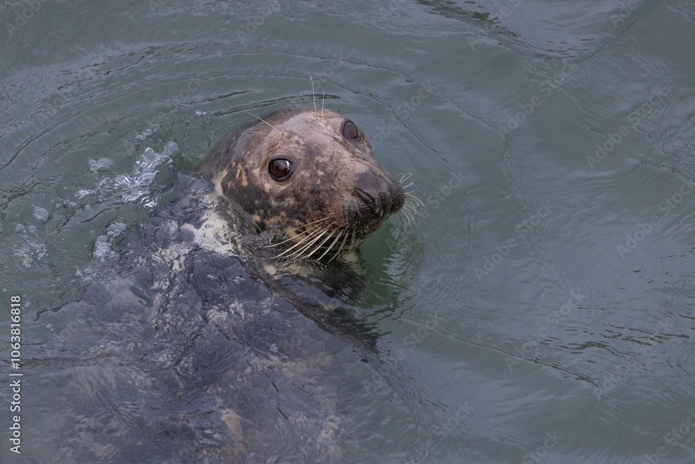 Obraz premium Harbour Seal in the Sea, Pittenweem, Scotland 