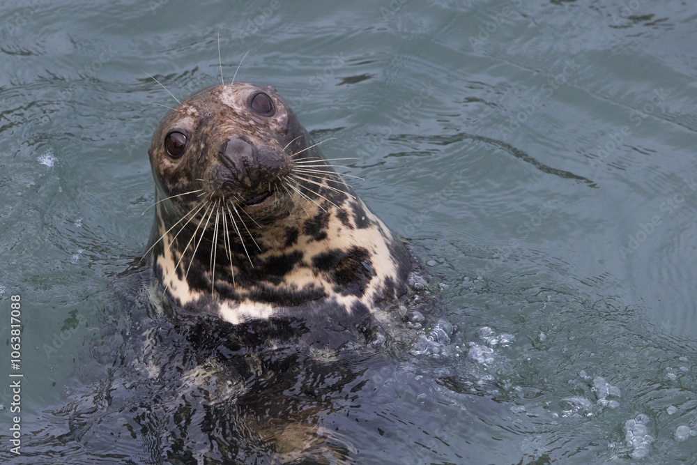 Fototapeta premium Harbour Seal in the Sea, Pittenweem, Scotland 