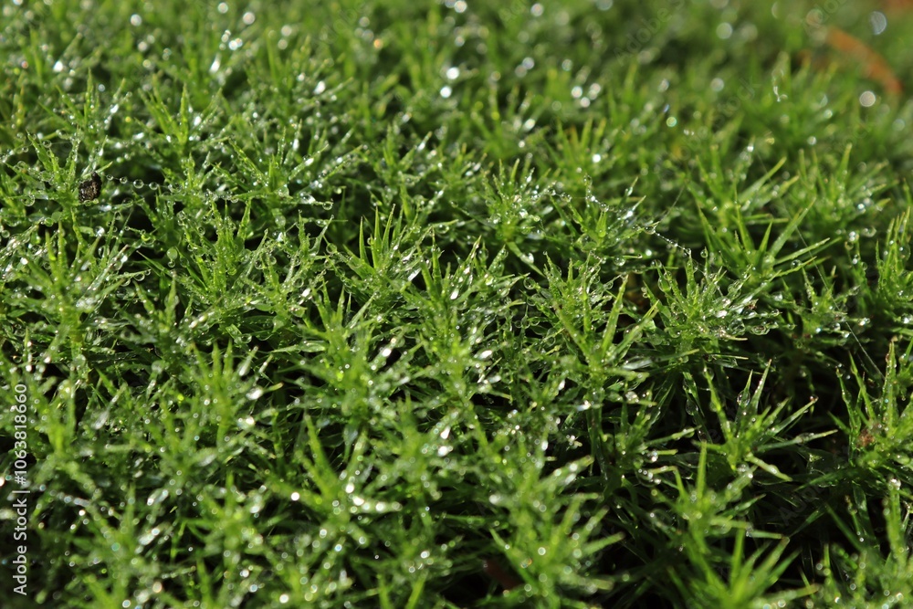 Frauenhaarmoos ( Polytrichaceae) mit Tautropfen Frauenhaarmoos ( Polytrichaceae) mit Tautropfen
