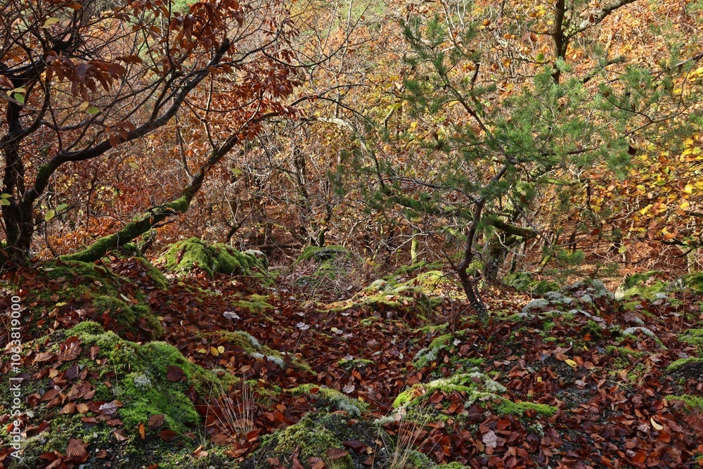 Die Daudenbergroute im Nationalpark Kellerwald im Herbst Die Daudenbergroute im Nationalpark Kellerwald im Herbst