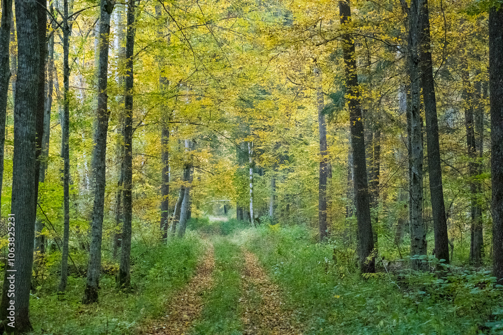 A path in the Białowieża Forest, with an autumn atmosphere A path in the Białowieża Forest, with an autumn atmosphere