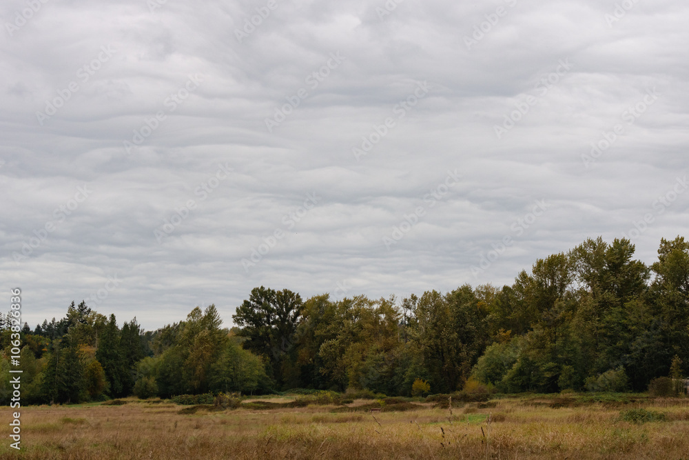 Tranquil grass field along with trees lined up against the PNW clouds. Tranquil grass field along with trees lined up against the PNW clouds.