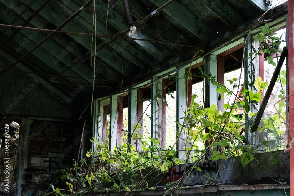 Windows of an abandoned PNW building are overgrown with plants cascading inside haphazardly. Windows of an abandoned PNW building are overgrown with plants cascading inside haphazardly.