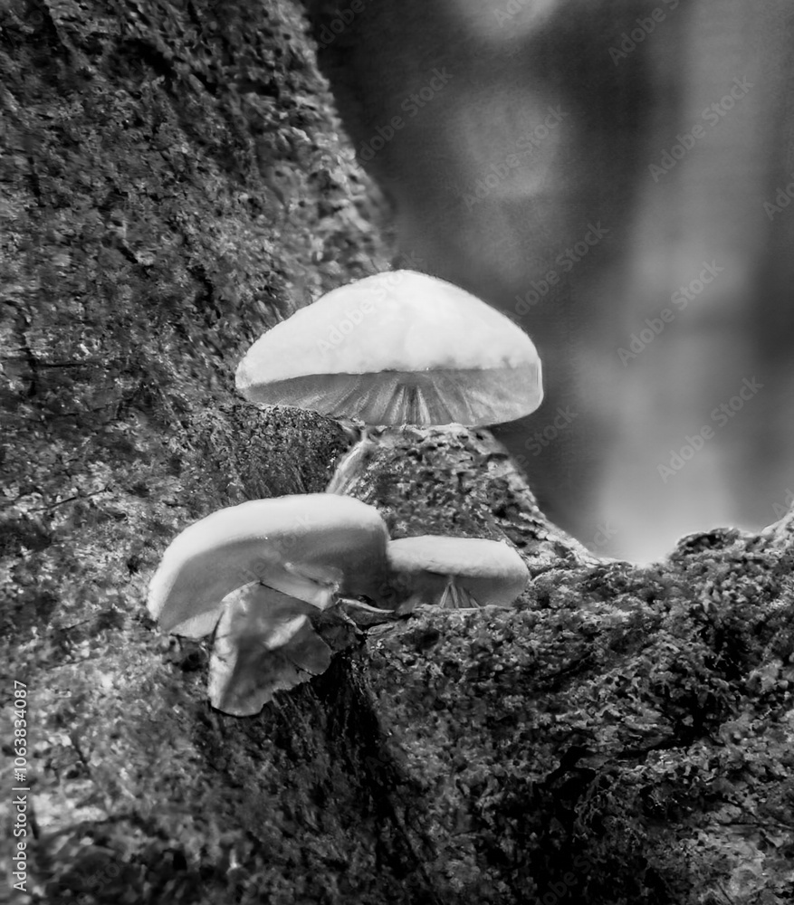 Macro shot of small mushrooms sprouting in the forest in autumn