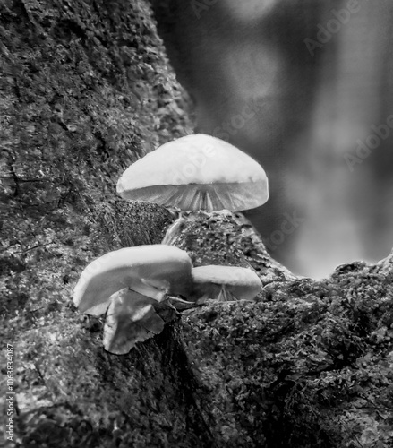Obraz na płótnie
Macro shot of small mushrooms sprouting in the forest in autumn w salonie