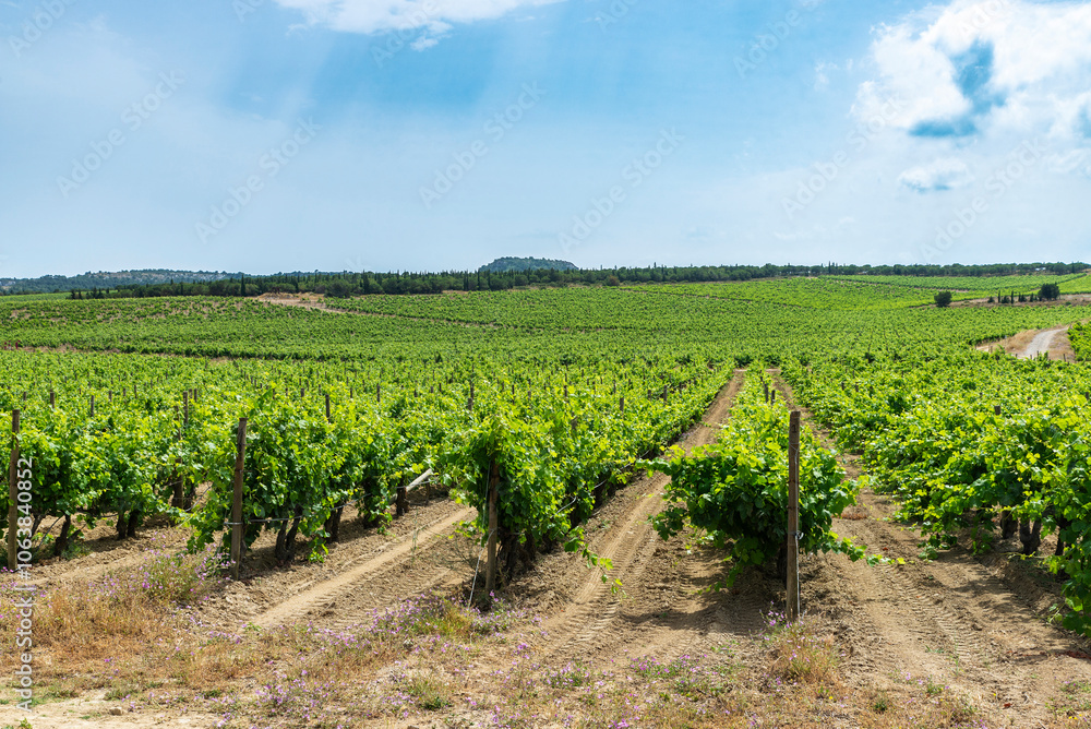 Vineyard in Narbona or Narbonne, Occitanie, France Vineyard in Narbona or Narbonne, Occitanie, France