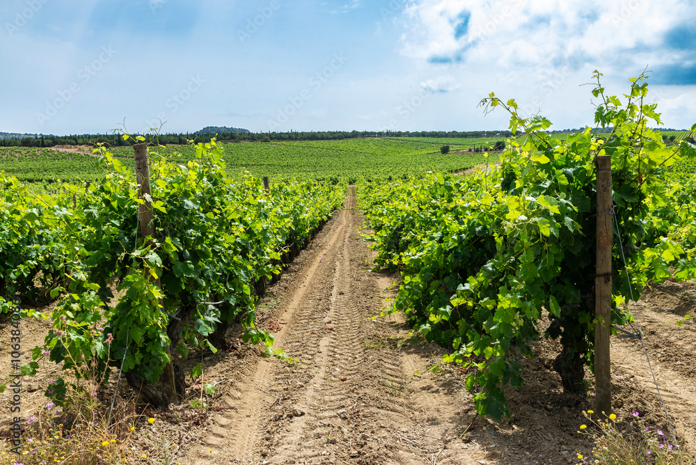 Vineyard in Narbona or Narbonne, Occitanie, France Vineyard in Narbona or Narbonne, Occitanie, France