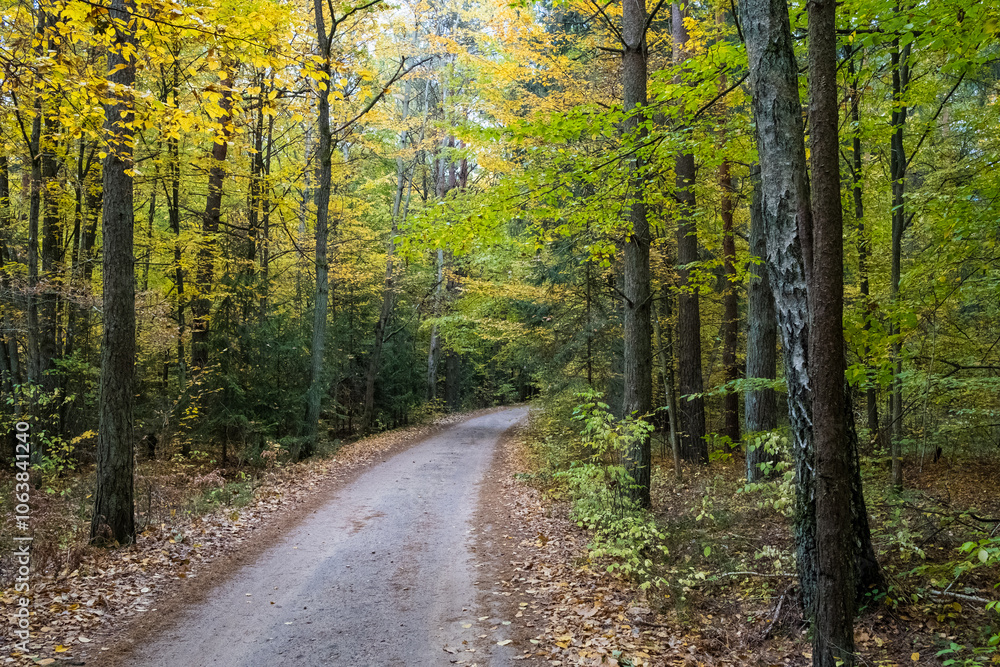A path in the Białowieża Forest, with an autumn atmosphere A path in the Białowieża Forest, with an autumn atmosphere